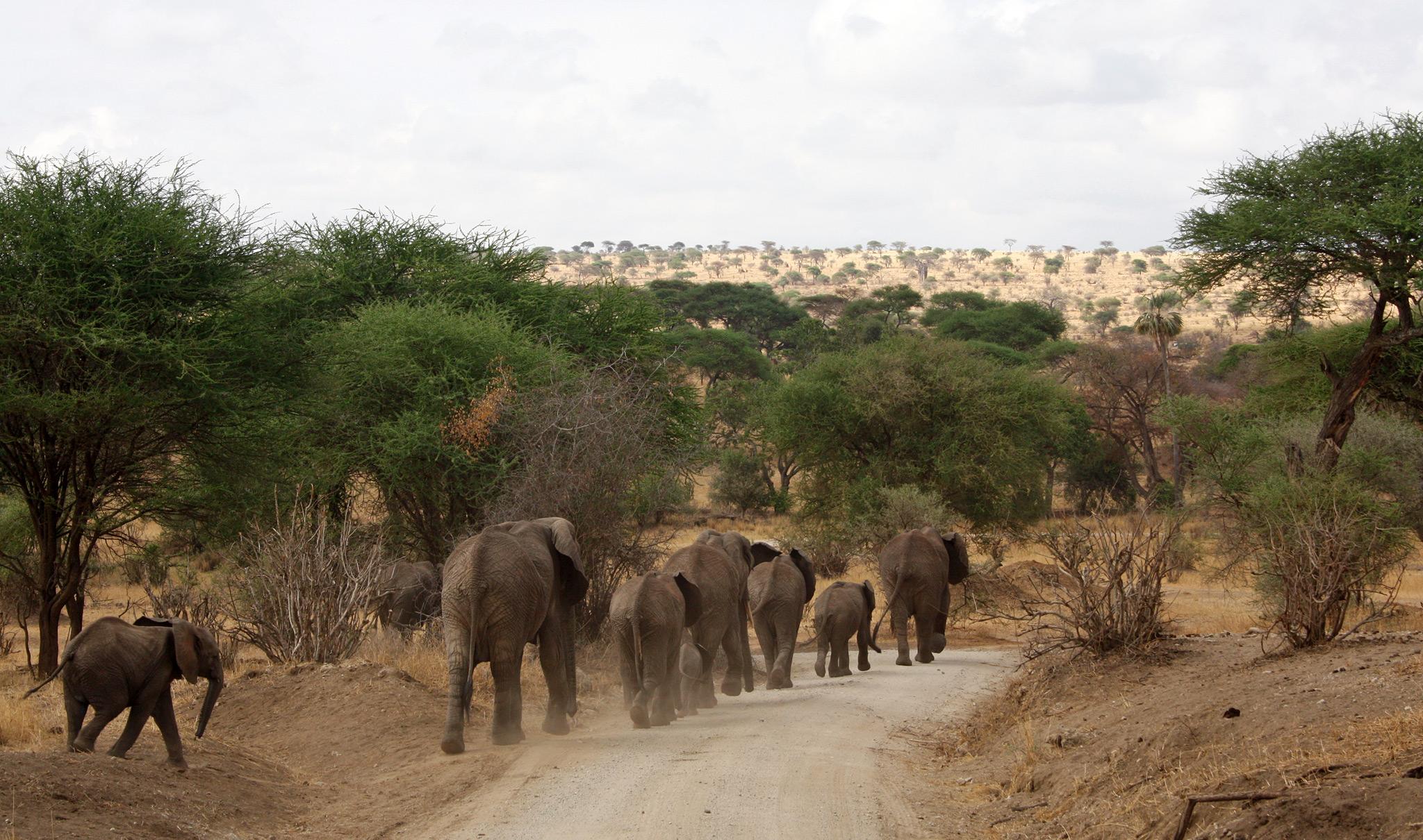 Zanzibar to Tarangire National Park
