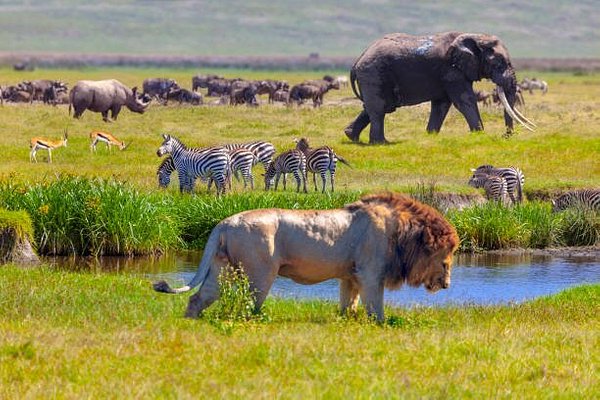 serengeti national park 3