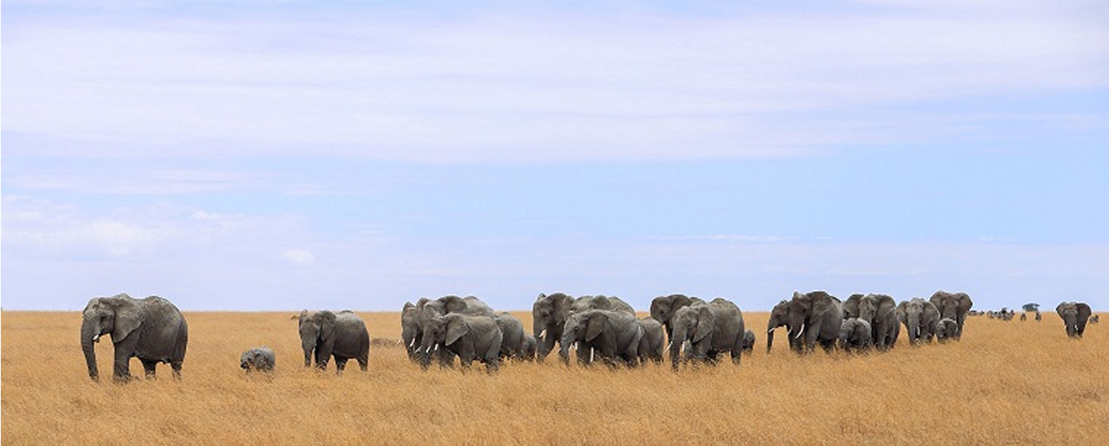 serengetielephants