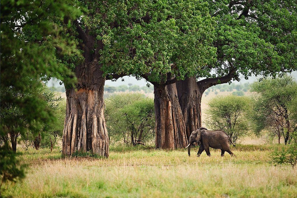 tarangire national park 1