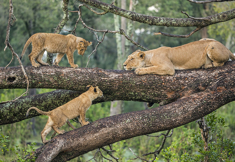 Tarangire National Park Safari 3 Days 02
